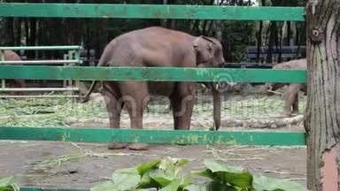 呆在笼子里的可爱印尼大象